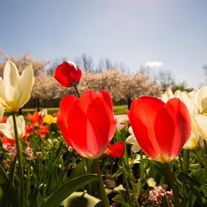 april-blog-image-2-King